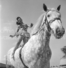 RINGLING CIRCUS HORSE AND GIRL RIDER 
