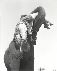 RINGLING CIRCUS SHOWGIRL AND ELEPHANT 