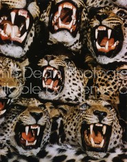 TAXIDERMIED LEOPARDS  IN NAIROBI Color 468 