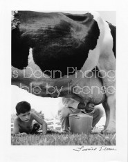 BOY WATCHES INTENTLY AS MAN MILKS COW 